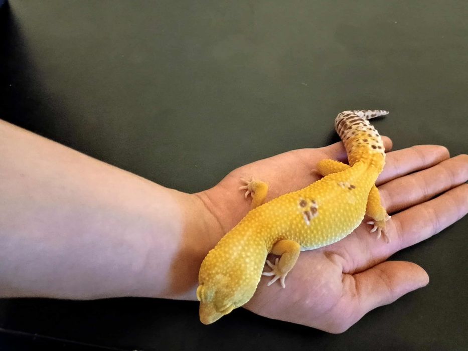 Gekon lamparci- samica Super Hypo Tangerine Carrot Tail
