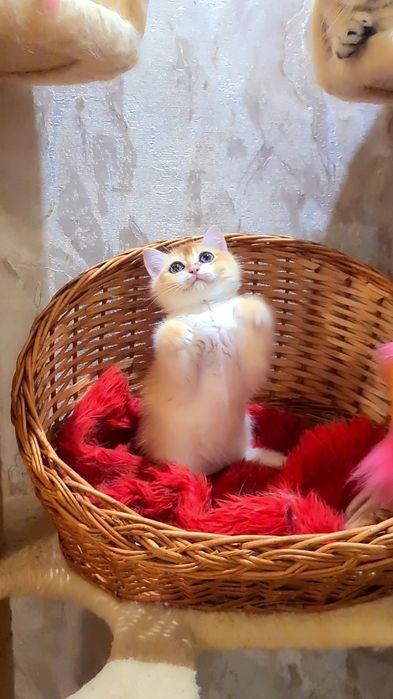 Мальчики и Девочка золотая шиншилла