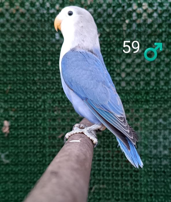 Agapornis fischeri Criador Legal ICNF