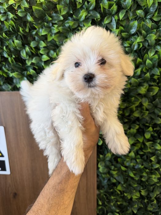 Bichon Maltes Puro