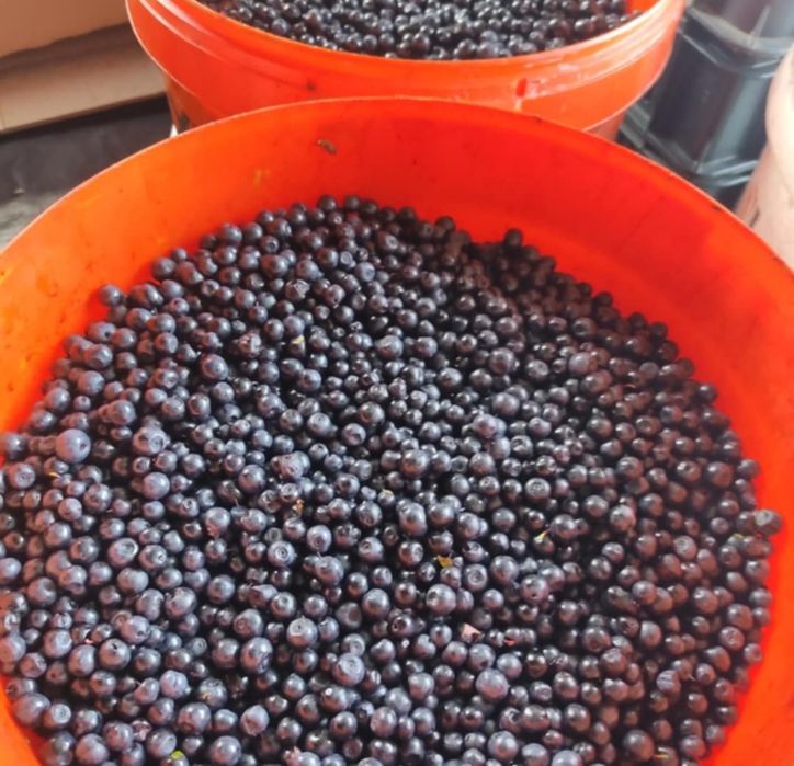 Jagoda leśna 25zl/kg 50kg
