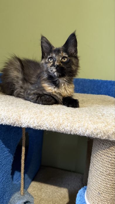 Дівчинка, 3 місяці, готова до переїзду