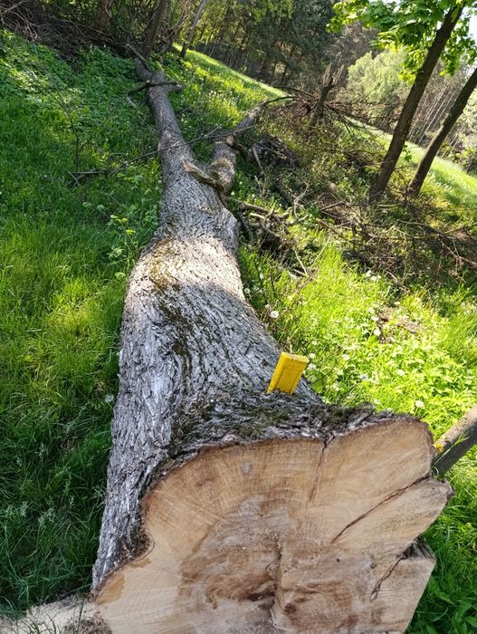 Sprzedam kłody Jasiona,Lipa,Lim