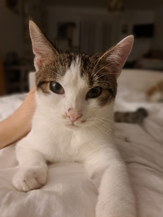 Pilne. Bobi- kocurek przytulas szuka domu lub tymczasu