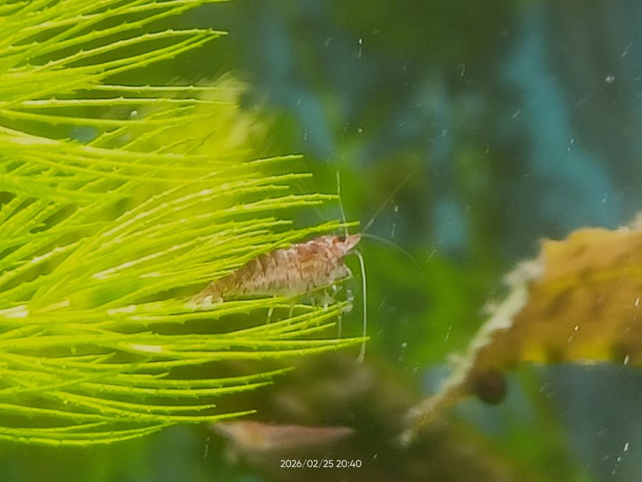 Krewetki akwariowe  Red Cherry