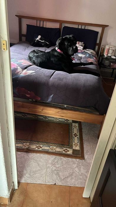 Cane Corso X Labrador