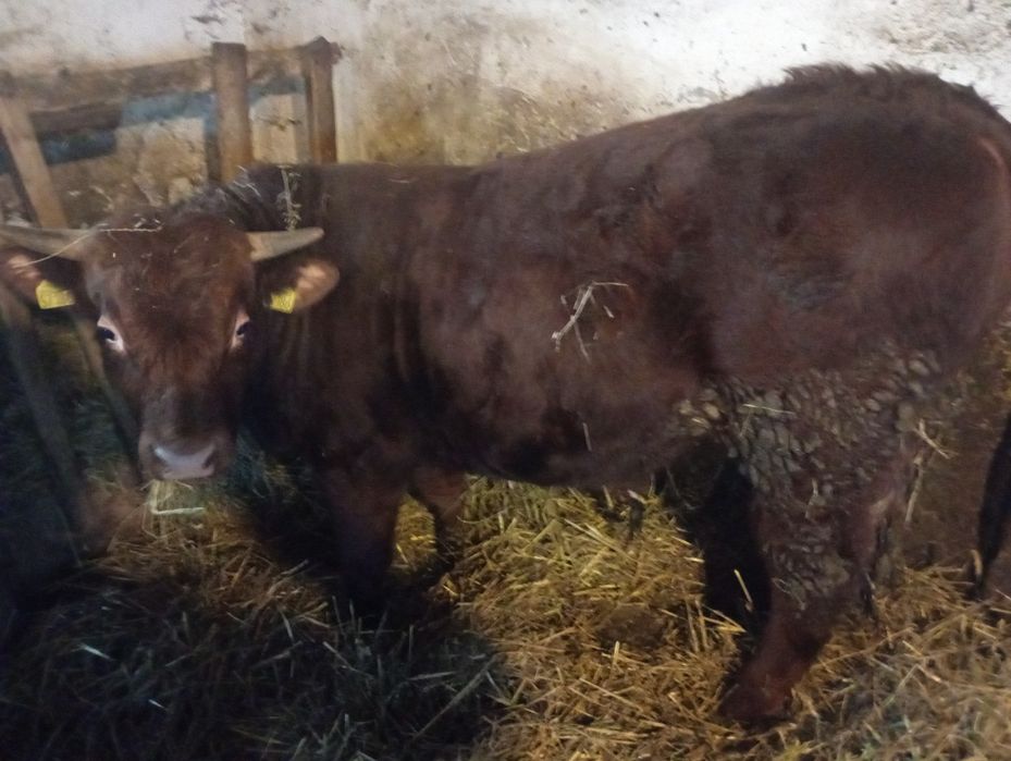 Sprzedam bydło rasy LM