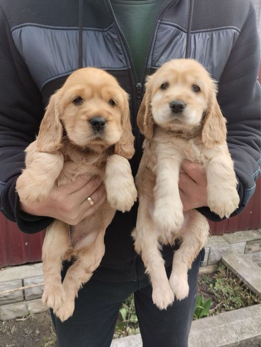 Продам цуценят Англійського Кокера