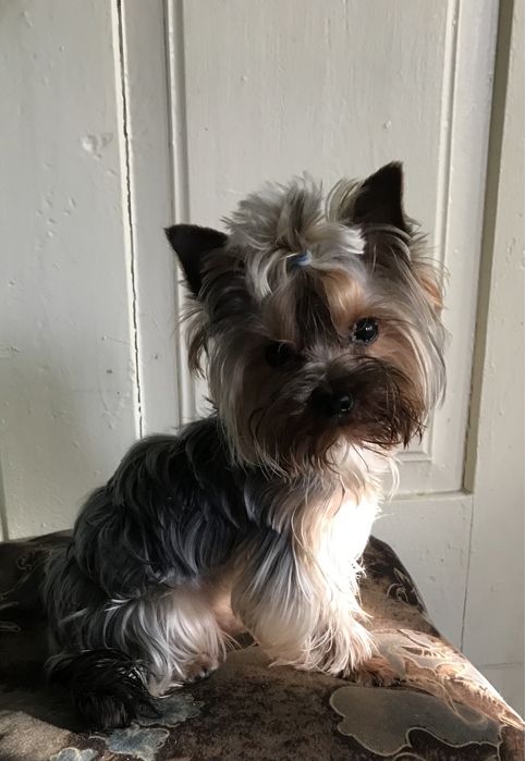 В‘язка міні йорка  1,600 кг.документи ККУ клуб Каніс