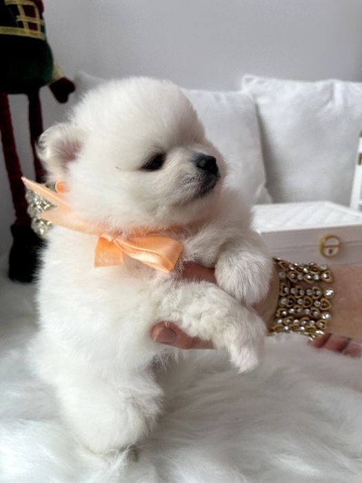 Померанські шпіци — Гарантовано закохаєтесь з першого погляду