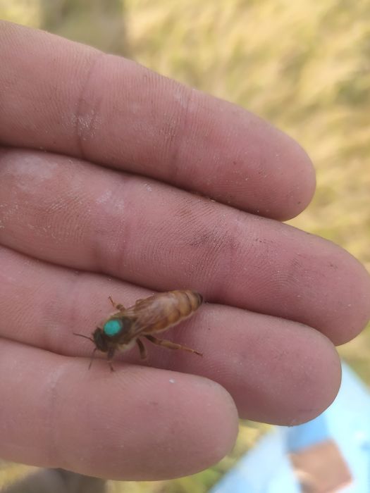 Бджоломатки Бакфаст