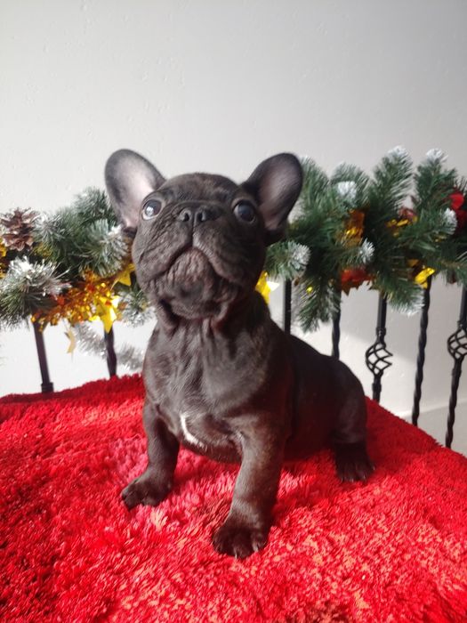 Щенята Французького  бульдога