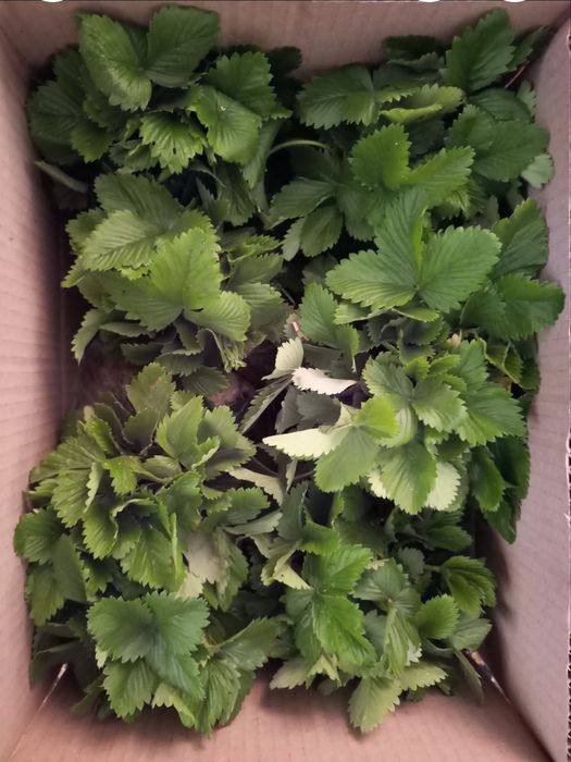 Ожина безколючкова, малина чорна , суниця, троянда плетиста саджанці