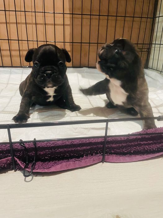 Sprzedam pieska buldog francuski