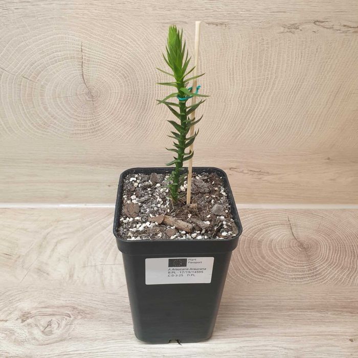 Araukaria Araucana Chilijska - 10 sztuk