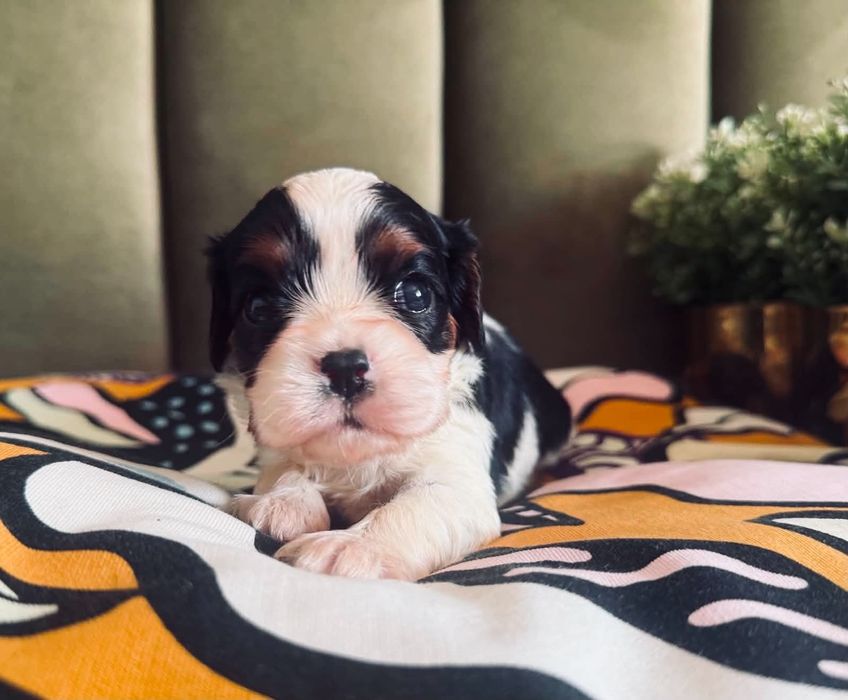 Cavallier King Charles -cudny piesek