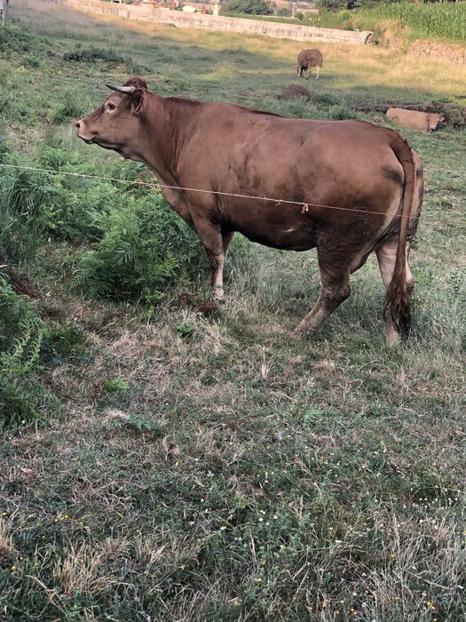 minhota pura pra venda