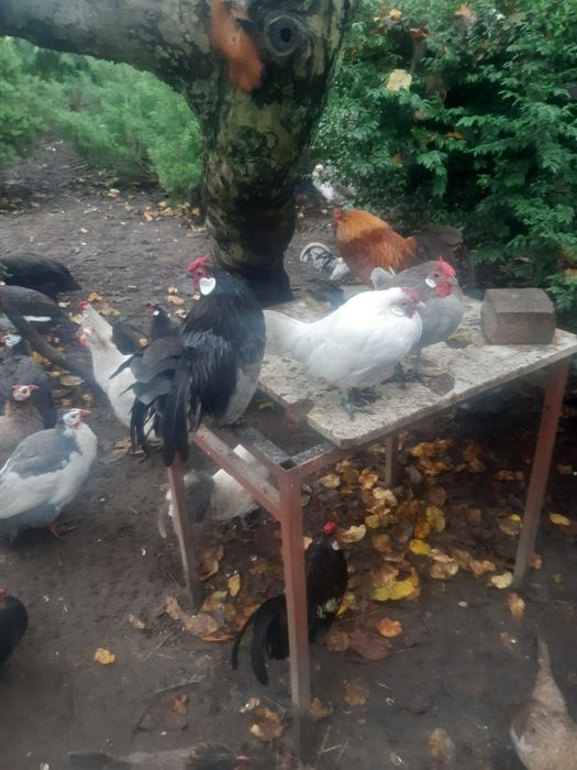 Bantamki-Karzełek Łapciaty- Karzełek Polski.