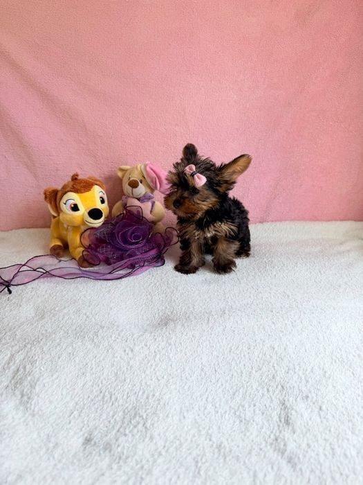 Yorkshire Terrier Fêmea