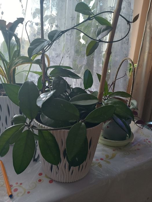 Sprzedam hoje roczną