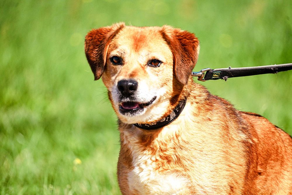 BUBUŚ - cudowny psiak prosi o dom