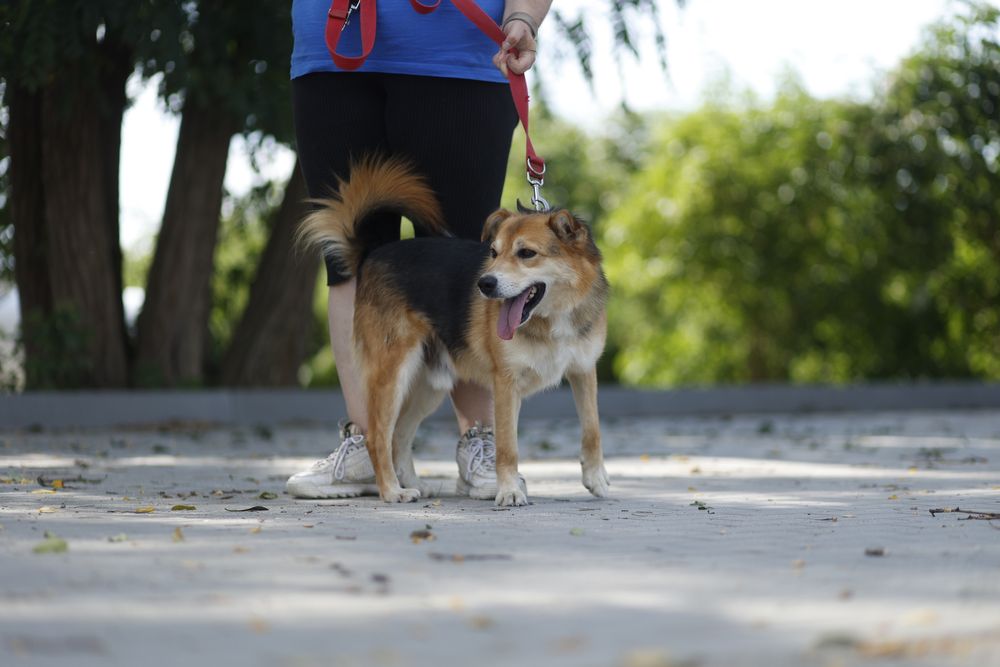 Mały pies 15 kg | Dla aktywnej osoby lub pary