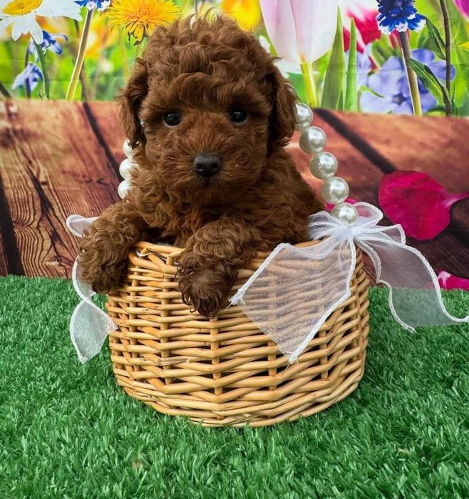 Дівчинка той пудель, неймовірна краса