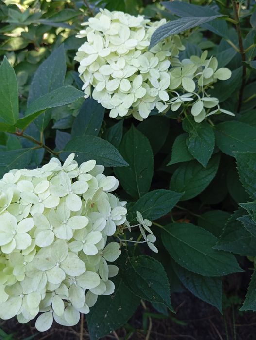 Гортензії, спірея японська