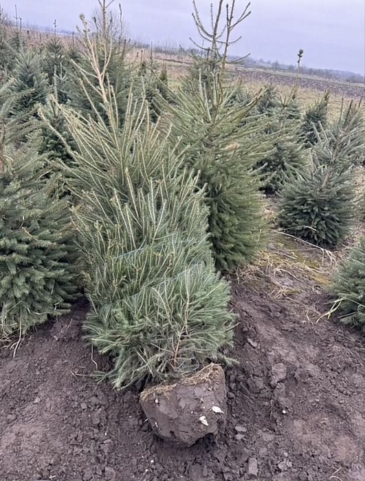 Ялинки в горщику ! Ялинки