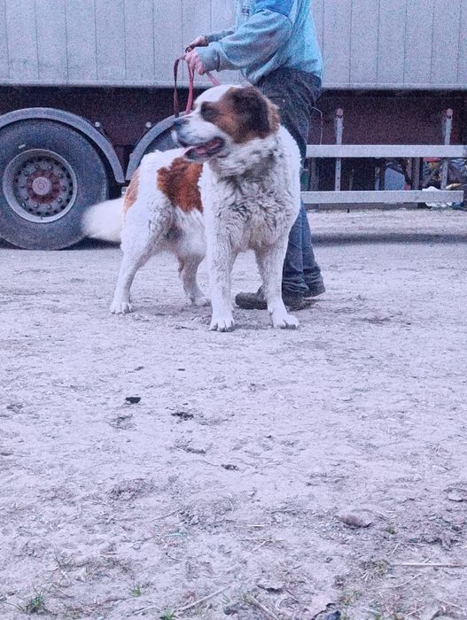 Oddam beriardyna sukę