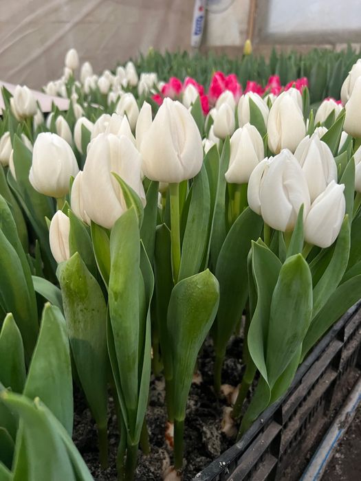 Продам тюльпан от производителя опт