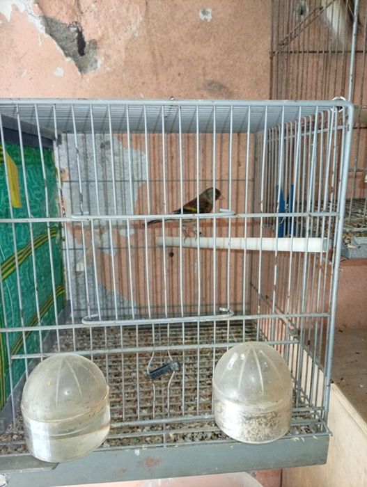 Vendo canario a cantar