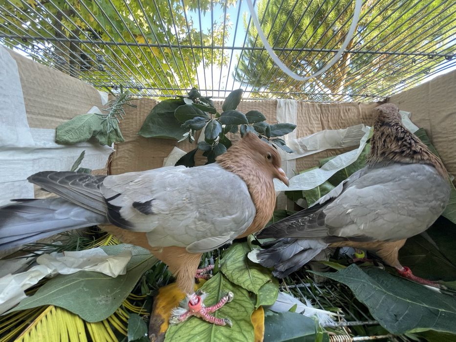 Arcajos asa azul peito dourado