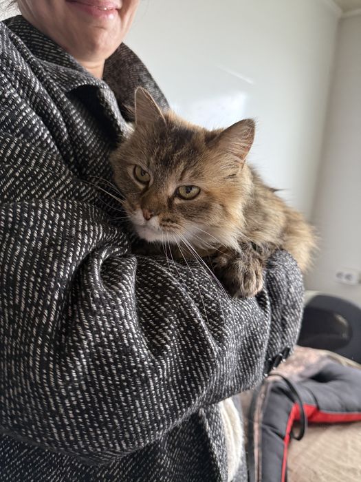 Кішка шукає дім з притулку в добрі руки кошка