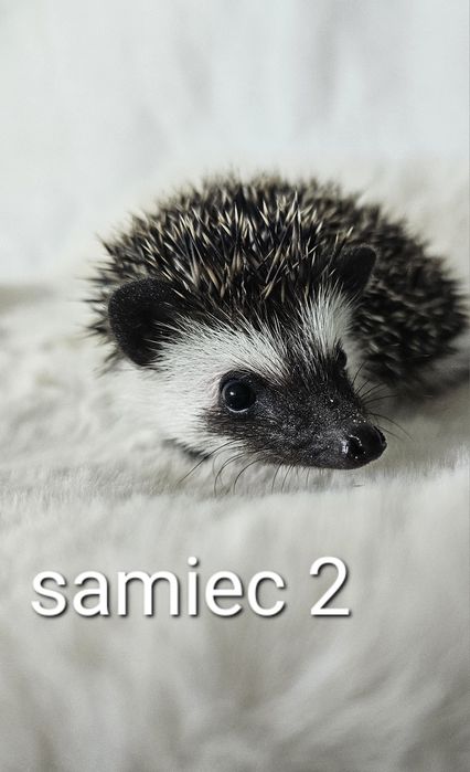 Jeż pigmejski Jeż afrykański