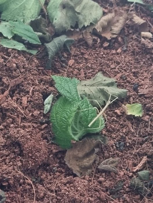 Oddam małe patyczaki rogate