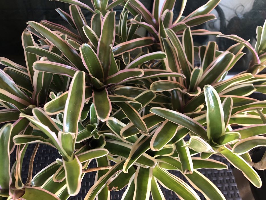 Bromelias neoregelias plantas com um rebento