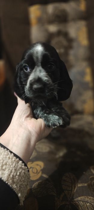 Suczka Cocker spaniel angielski