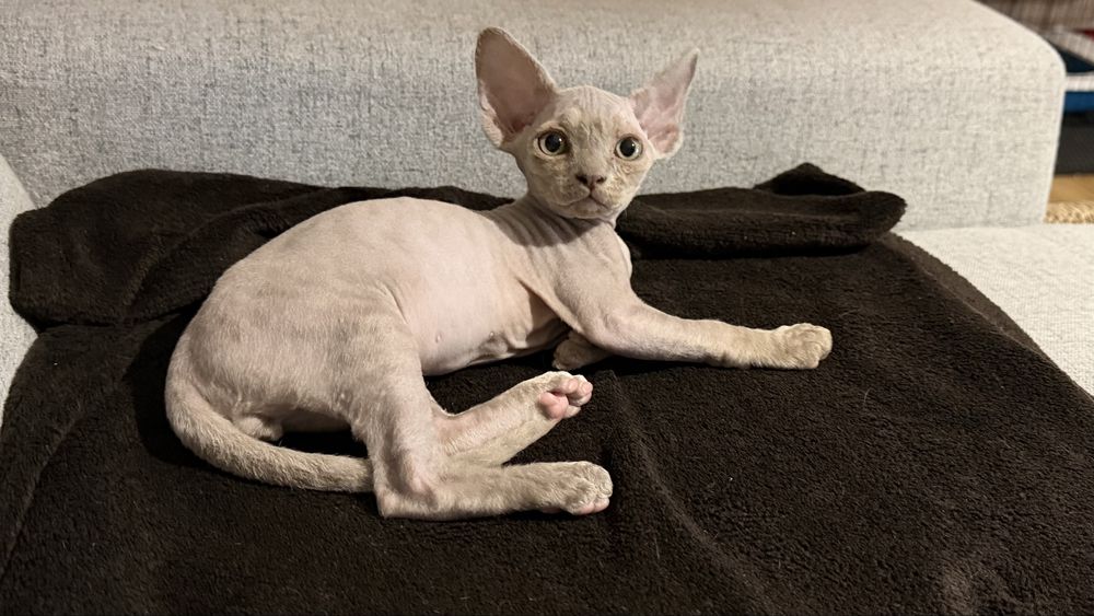 Kocur Amur Devon Rex już do odbioru