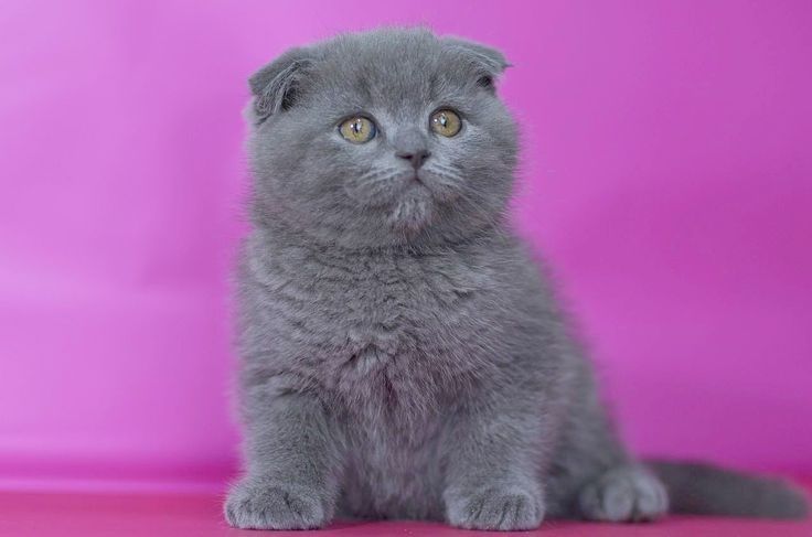 Продам котят шотландських