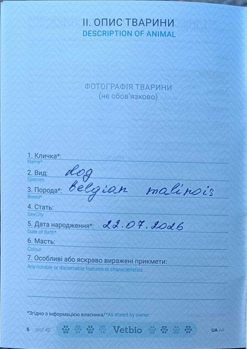 Продам цуценя Малінуа Бельгійська вівчарка