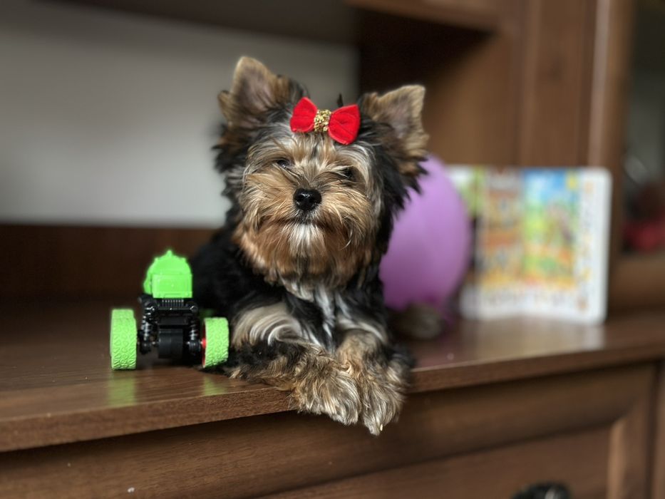 Цуценята йорка — рідкісні, міні та стандарт