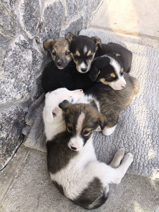 Віддам собачок Гайсин