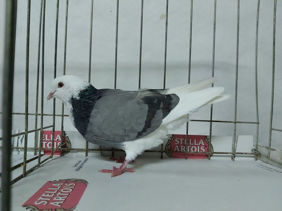 Gołębie Permskie Białogłowe