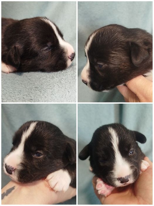 Welsh Corgi Cardigan FCI