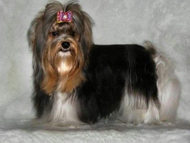 Yorkshire terrier Biewer