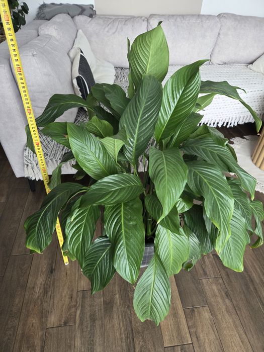 Skrzydłokwiat 100cm