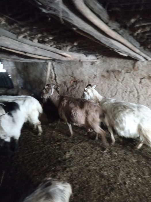 Продам коз дойных (Брынзу )