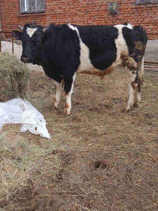 Бик для спарювання