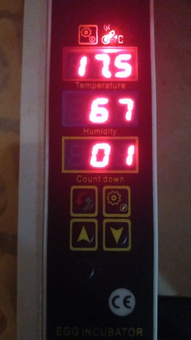 Chocadeira/incubadora